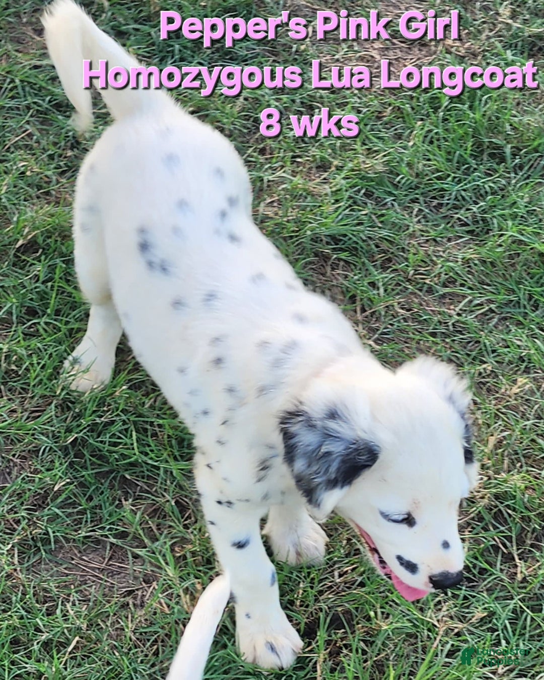 Dalmatian dogs for sale: Peppers Pink Girl - Image 10