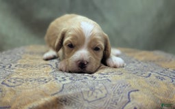 Cockapoo dogs for sale: Snotlout - Image 9