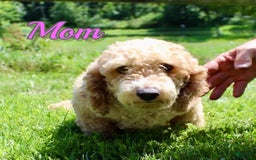 Miniature Poodle dogs for sale: Charlie - Image 12