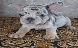 French Bulldog dogs for sale: Honoka - Image 1