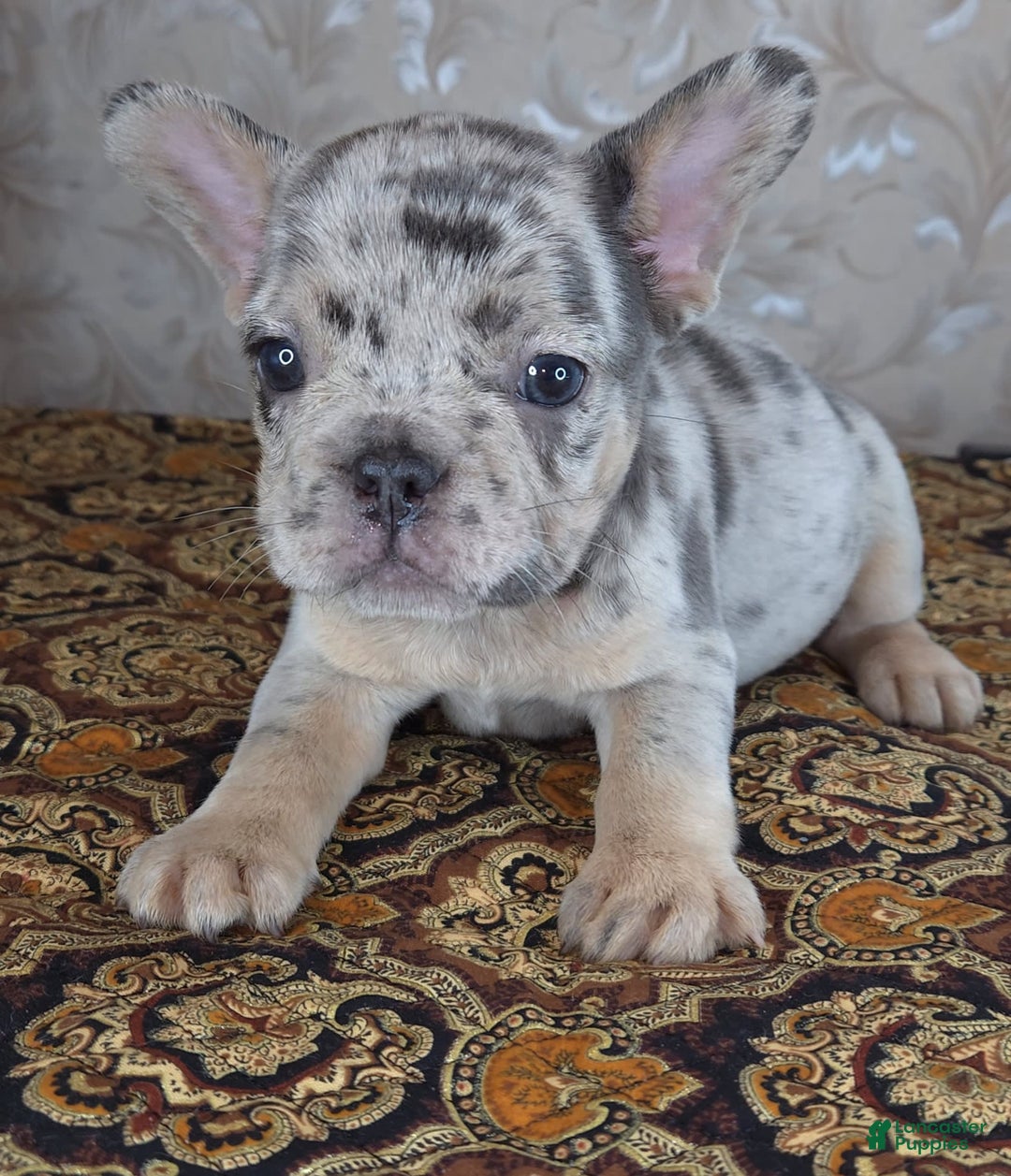 French Bulldog dogs for sale: Honoka - Image 1