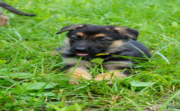 German Shepherd dogs for sale - Ad 4