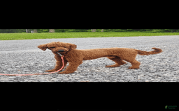 Goldendoodle dogs for sale: Taffy - Image 5