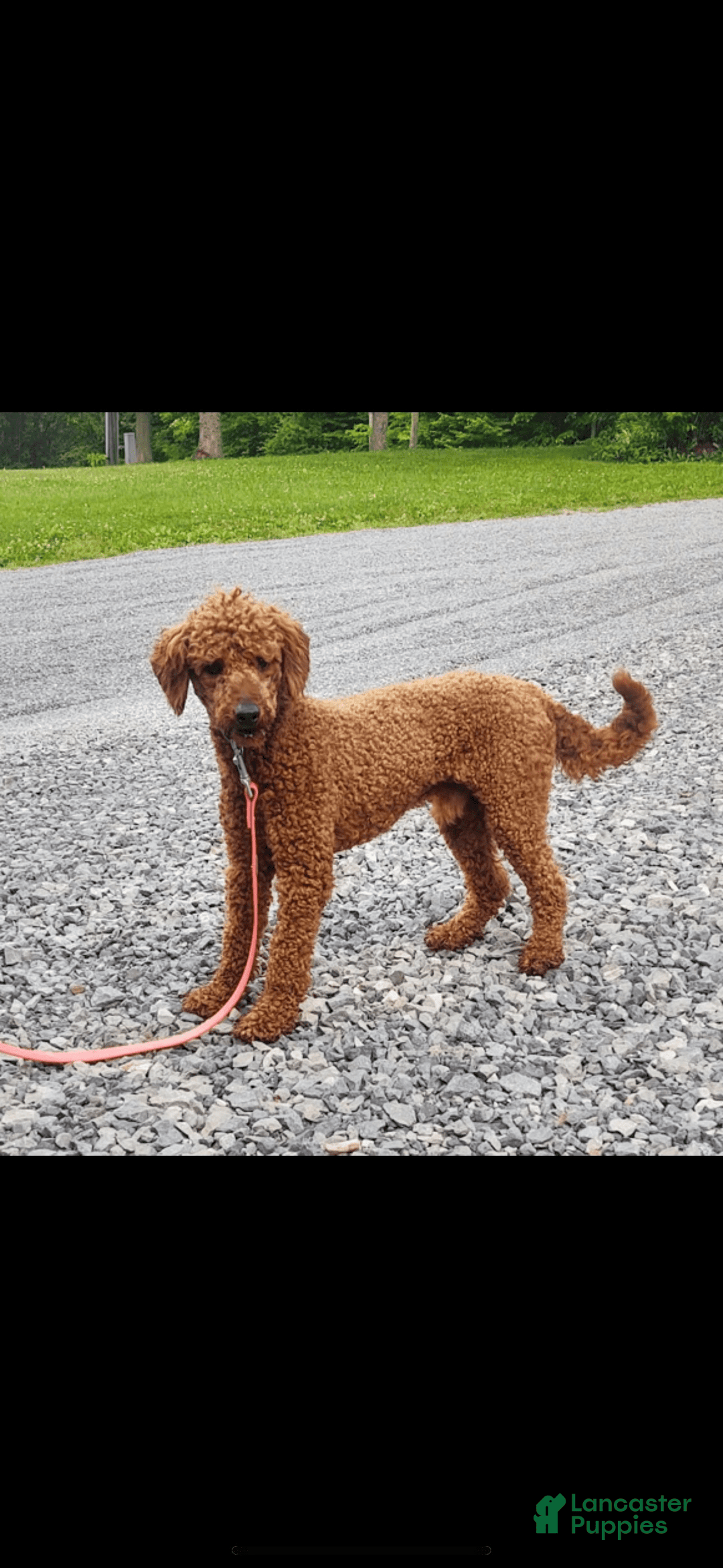 Goldendoodle dogs for sale: Taffy - Image 5