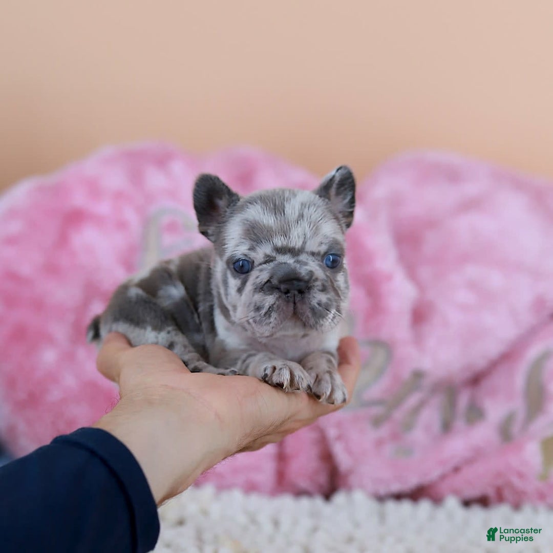 French Bulldog dogs for sale: Daisy - Image 6