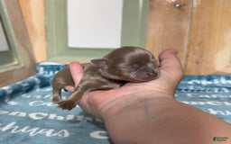 Chihuahua dogs for sale: Tobias Lavender Long Coat - Image 4
