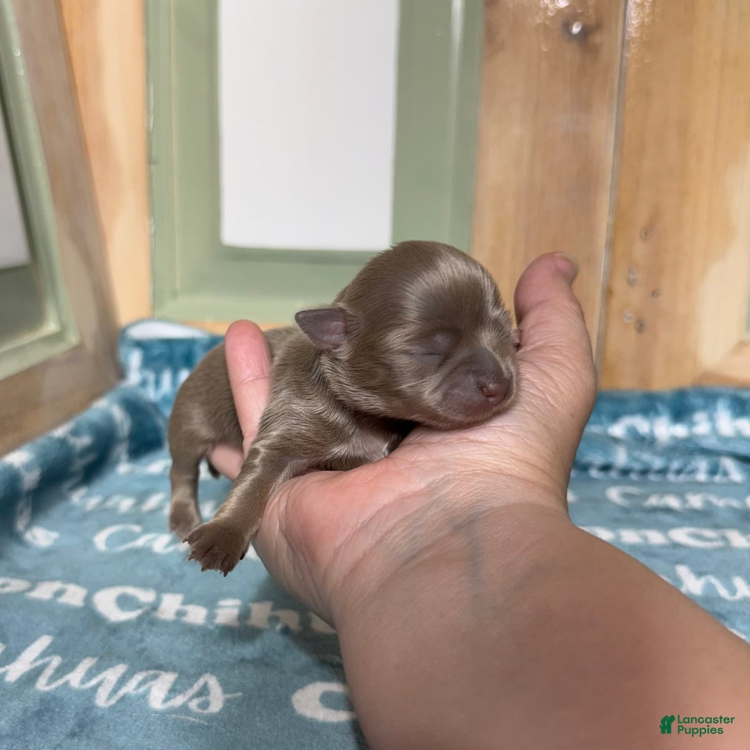 Chihuahua dogs for sale: Tobias Lavender Long Coat - Image 4