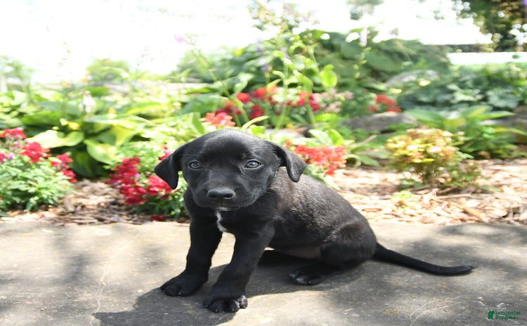 Australian Cattle Dog dogs for sale - Ad 5
