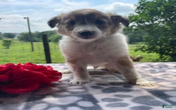 Shetland Sheepdog dogs for sale: Theo - Image 8