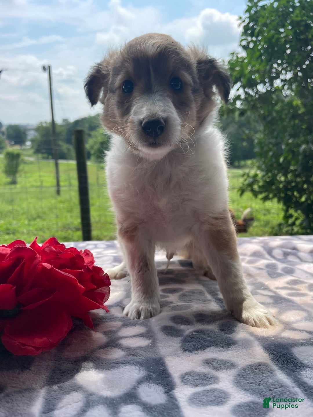 Shetland Sheepdog dogs for sale: Theo - Image 8