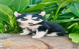 Siberian Husky dogs for sale: Bridgett - Image 6