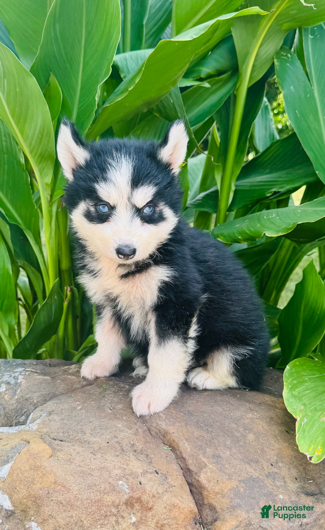 Siberian Husky dogs for sale: Bridgett - Image 6