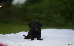 Cane Corso dogs for sale: Jack - Image 3