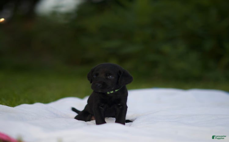 Cane Corso dogs - Advert 28