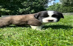 Saint Bernard dogs for sale: Bailey - Image 2