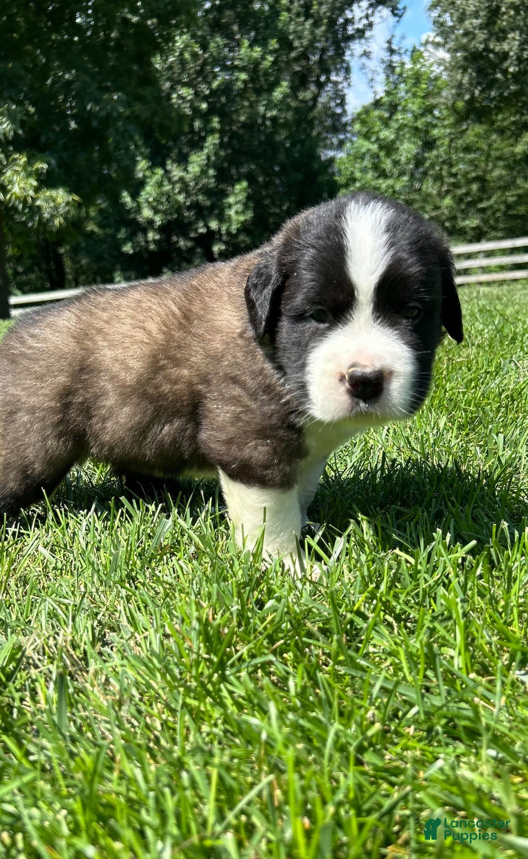 Saint Bernard dogs for sale: Bailey - Image 2