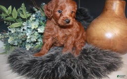 Mini Goldendoodle dogs for sale: Lola - Image 1