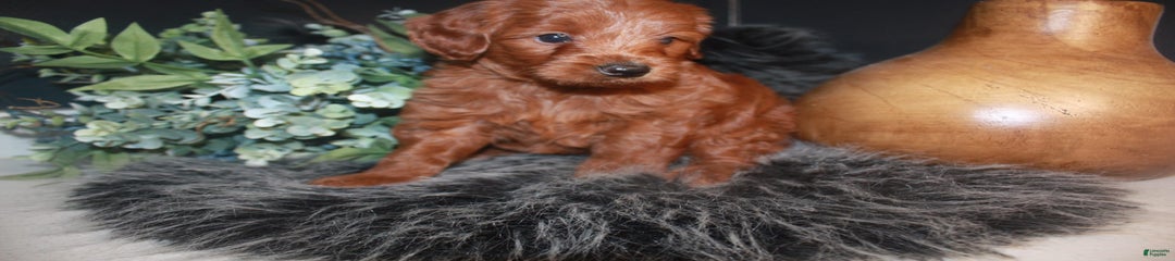 Lola