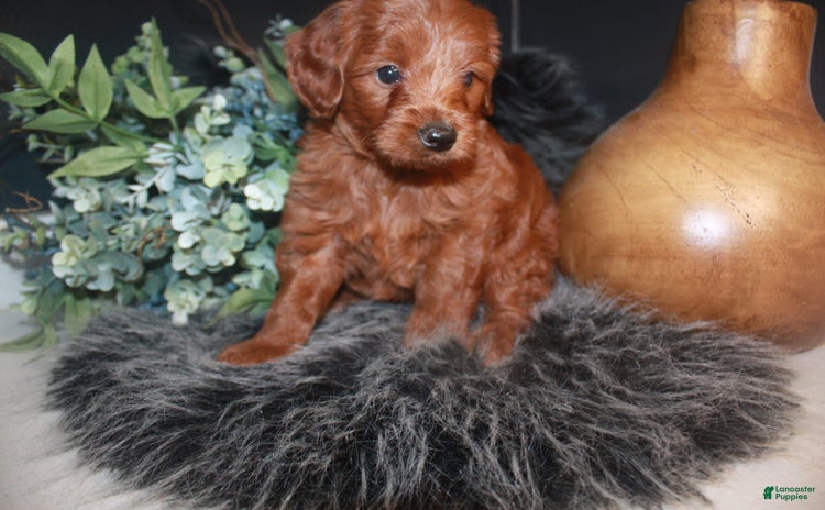 Mini Goldendoodle dogs for sale - Ad 4