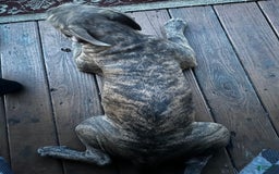 American Bully dogs for sale: Raine - Image 2