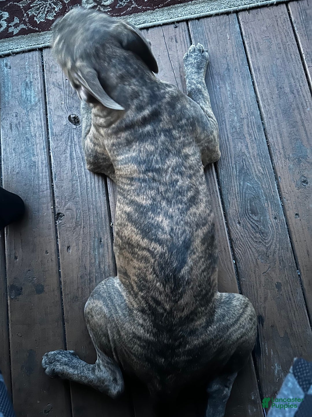 American Bully dogs for sale: Raine - Image 2
