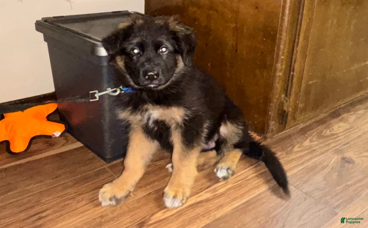 German Shepherd dogs for sale - Ad 2