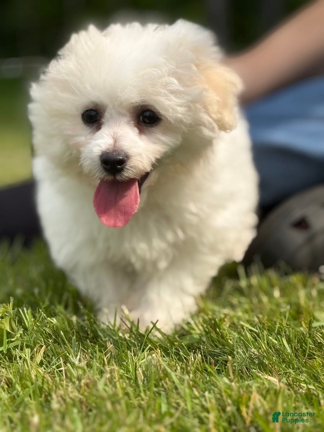 Bichon Frise dogs for sale: Buddy - Image 11