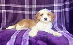 Cavapoo dogs for sale: Sophie - Image 3
