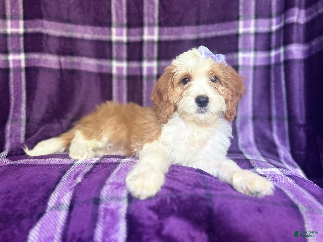 Cavapoo dogs for sale: Sophie - Image 3