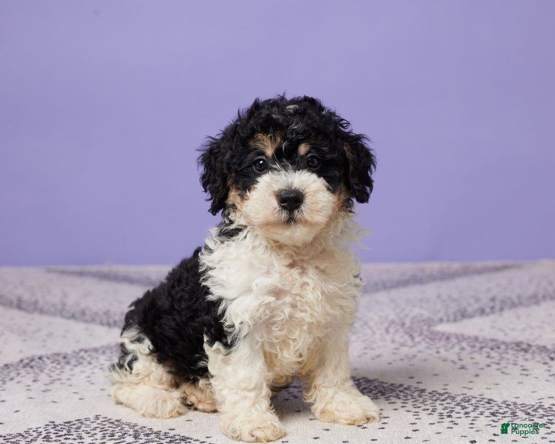 Miniature Poodle dogs for sale: Chase - Image 4