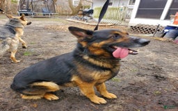 German Shepherd dogs for sale: Simba - Image 6
