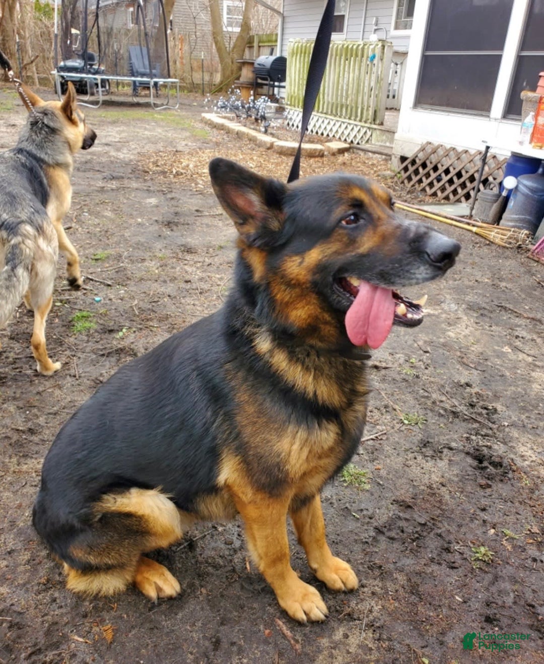 German Shepherd dogs for sale: Simba - Image 6