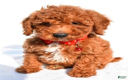 Miniature Poodle dogs for sale: Miniature Poodle 5 puppies - Image 9