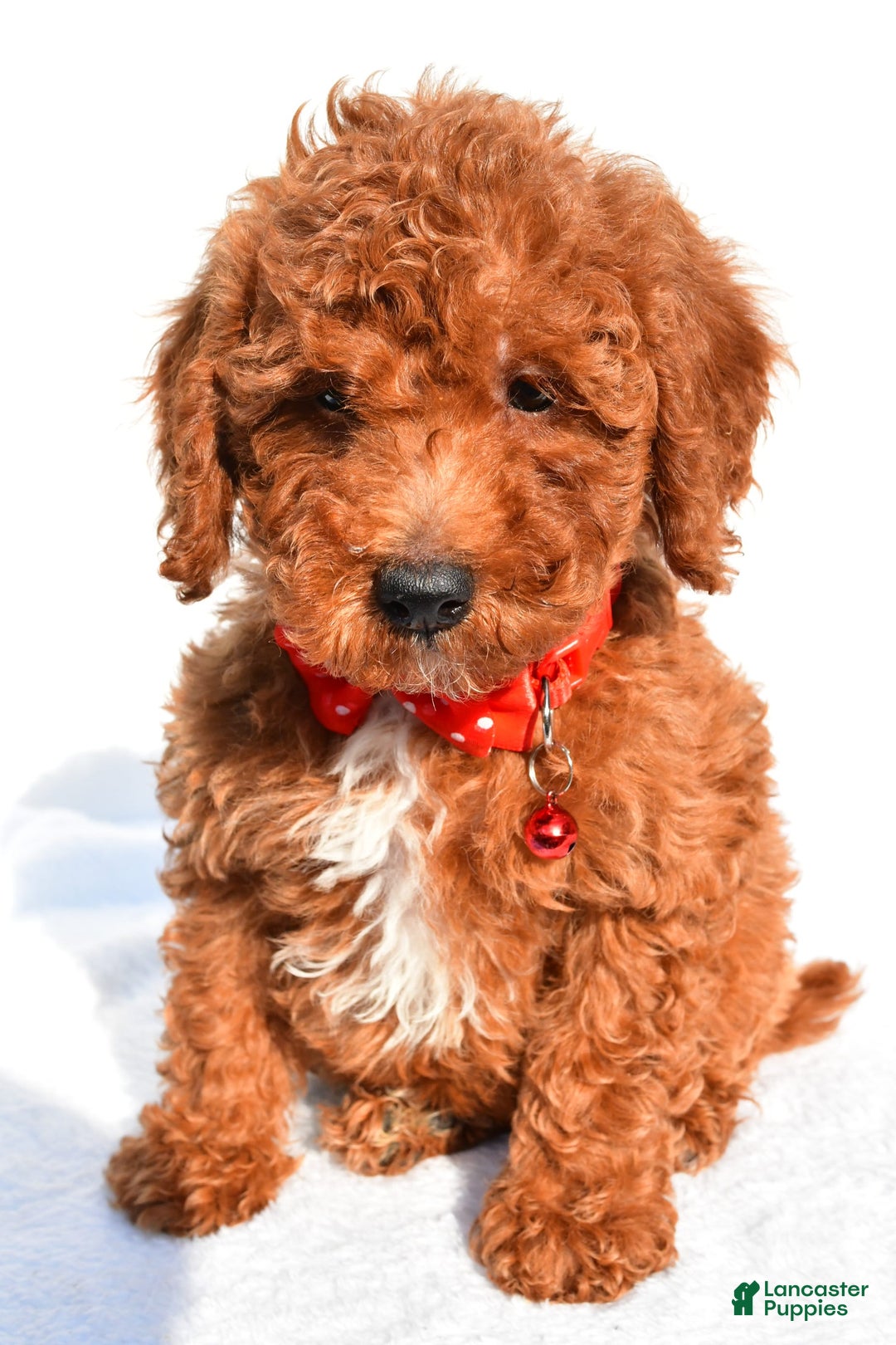 Miniature Poodle dogs for sale: Miniature Poodle 5 puppies - Image 9