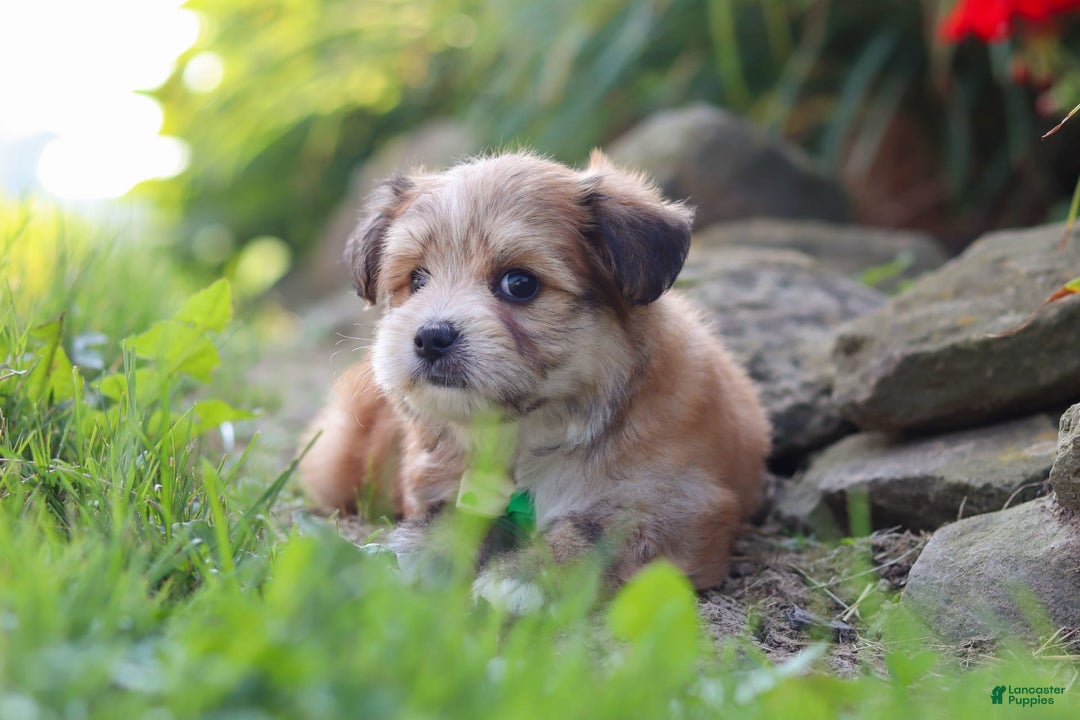Morkie dogs for sale: Jesse - Image 1