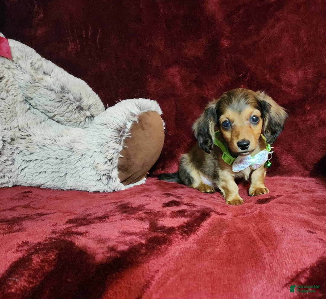 Miniature Dachshund dogs for sale: Wylie - Image 1
