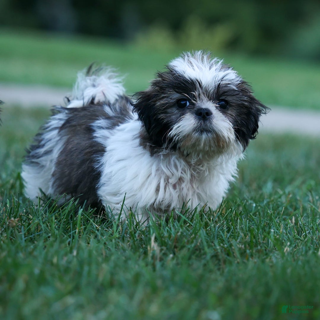 Shih Tzu dogs for sale: Bethany - Image 7