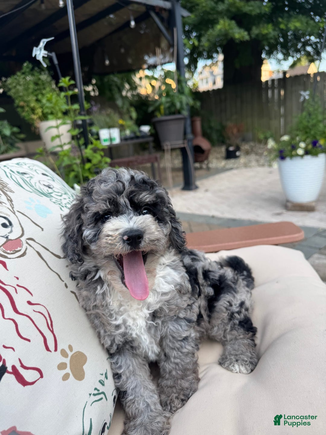  dogs for sale: Mini Goldendoodle 2 puppies - Image 5