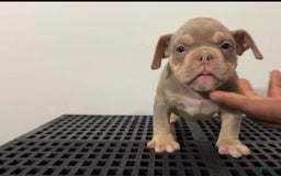 American Bully dogs for sale: Khaotic - Image 1