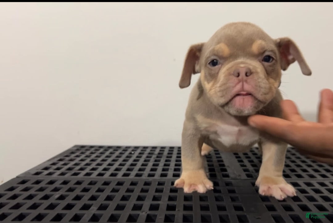 American Bully dogs for sale: Khaotic - Image 1