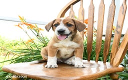 Beagle dogs for sale: Levi - Image 3