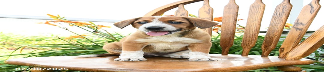 Levi