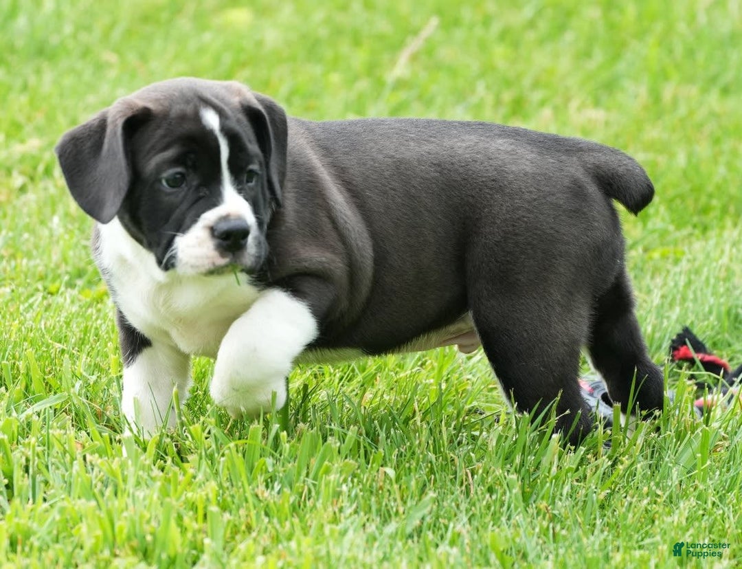 Beabull dogs for sale: Aaron - Image 7