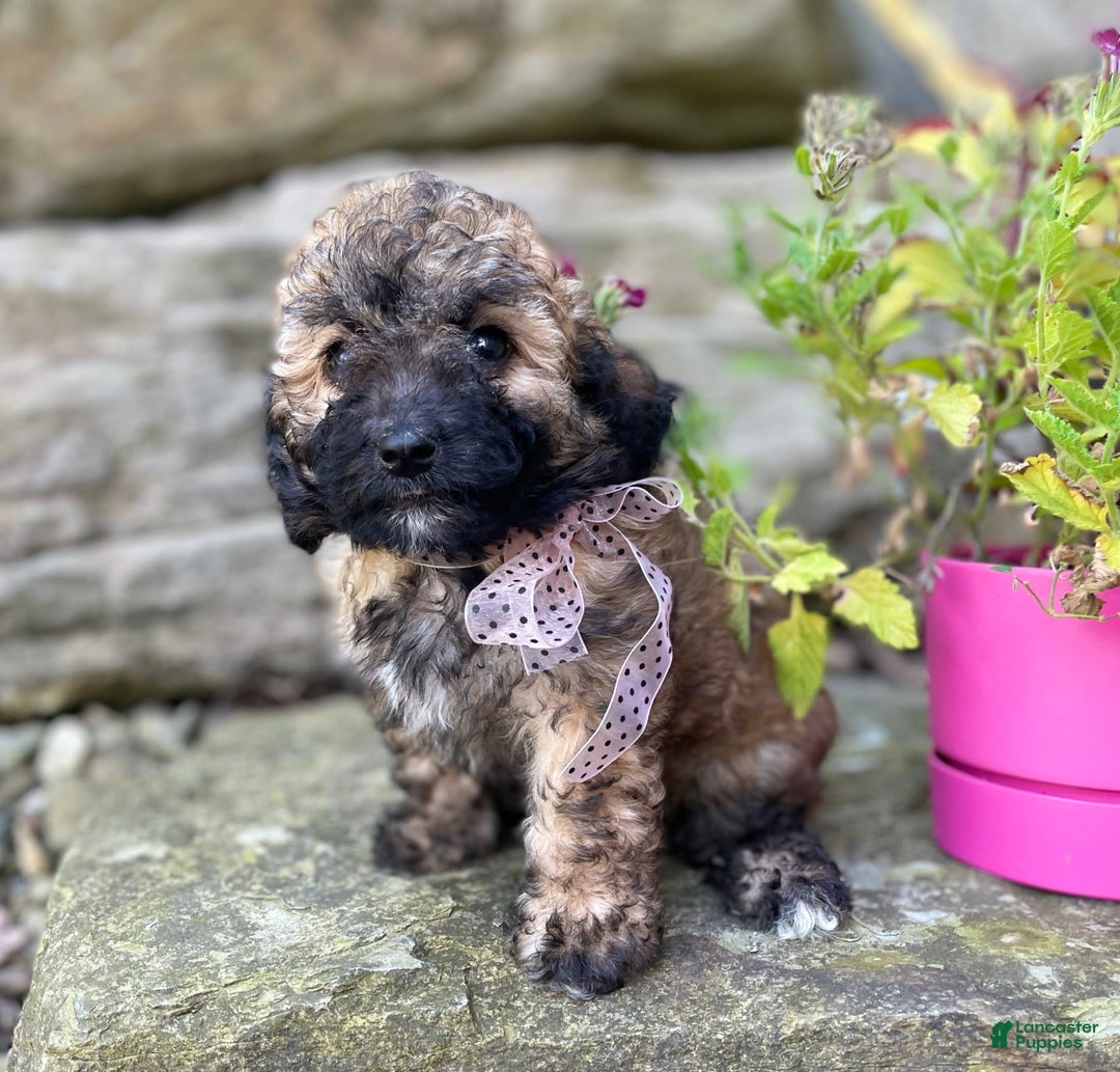 Miniature Poodle dogs for sale: Tara - Image 7