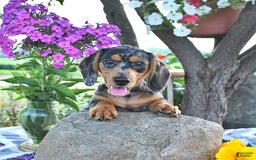 Miniature Dachshund dogs for sale: Tommy - Image 13