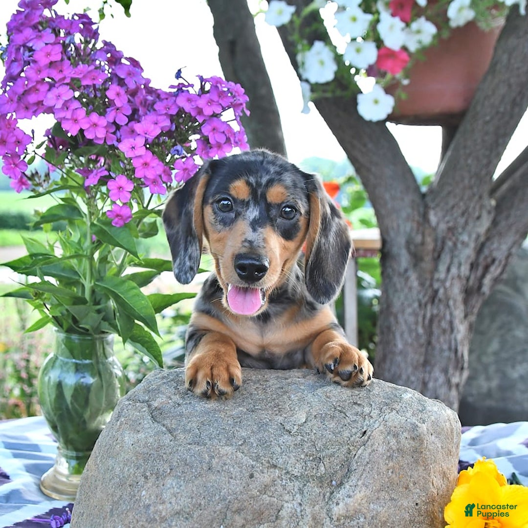 Miniature Dachshund dogs for sale: Tommy - Image 13