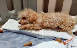 Toy Poodle dogs for sale: Honey - Image 7
