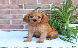 Cavapoo dogs for sale: Kosmo - Image 5