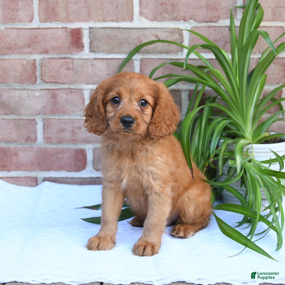 Cavapoo dogs for sale: Kosmo - Image 5