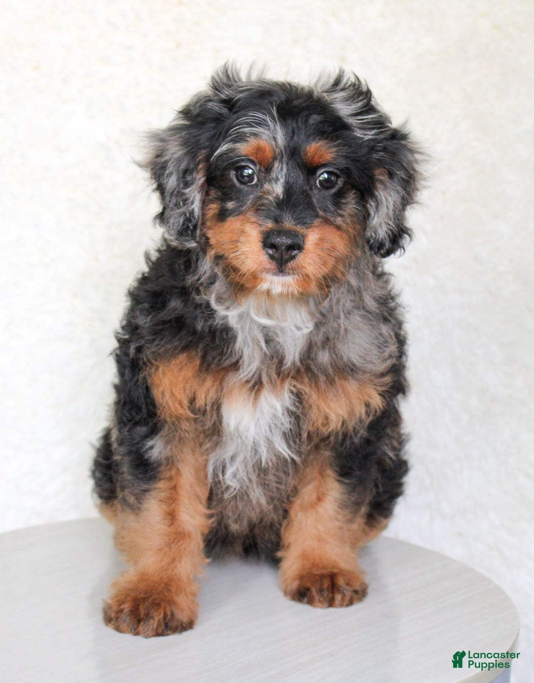 Cavapoo dogs for sale: Truffles - Image 4
